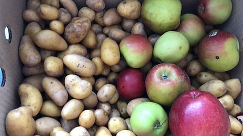 Apple potato cultivation after successful experiment of strawberry in Goa