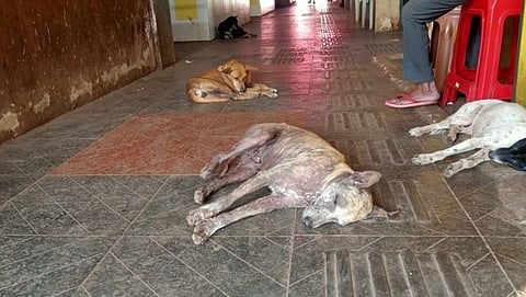 Dogs
