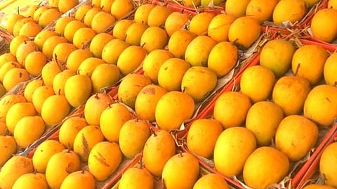 Mango Price in Goa