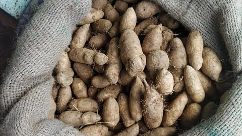काणकोणातील काटे कणगा विक्रिसाठी बाजारात