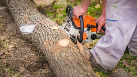 Trees are being cut down on private land of politician in goa
