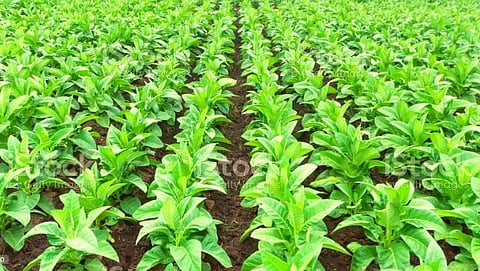 A study claims that the oldest evidence of tobacco has ever been found