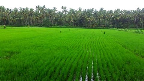 Goa Agriculture