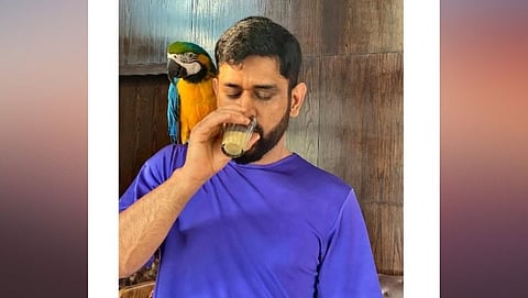 MS Dhoni