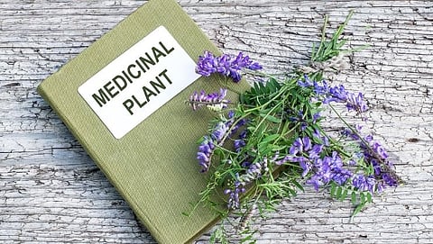 Medicinal Plants या घरात असल्याच पाहिजेत