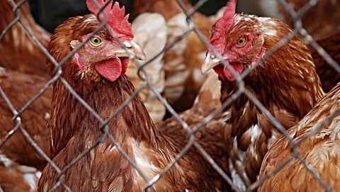 Hens