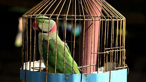 विद्यार्थ्यांचा ‘पोपट’ होऊ नये म्हणजे झालं!