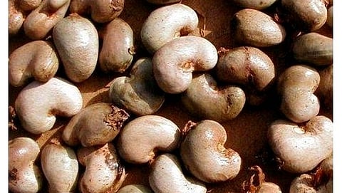 Goa Cashew Business