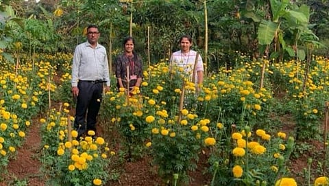 डिचोली-झेंडू फुलांनी बहरलेला नानोडा येथील एक मळा.