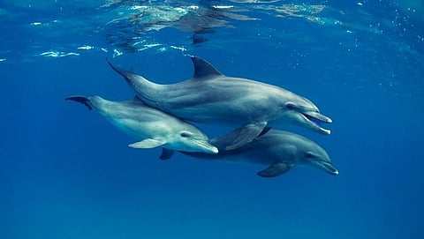 Dolphin Fish