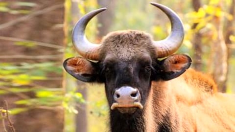 Two cows die in Tilari dam at ibrampur Goa