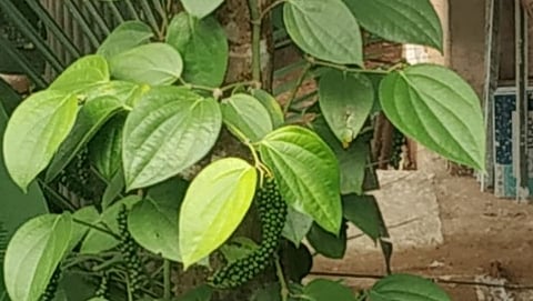 मिरीची वेल