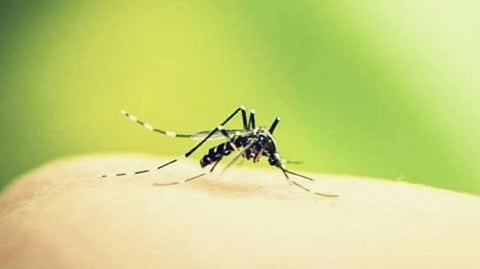 Dengue Fear