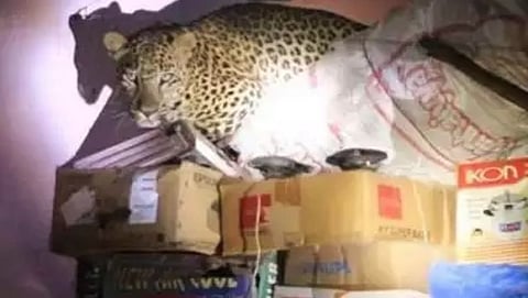 Leopard
