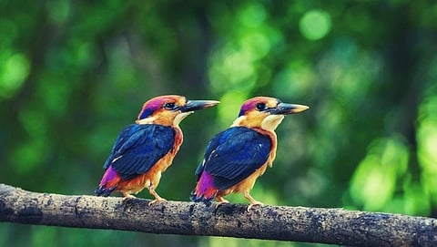 Bird festival organize on 16 & 17 December in Goa