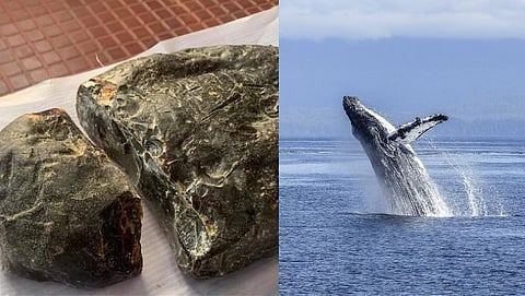 sperm whale