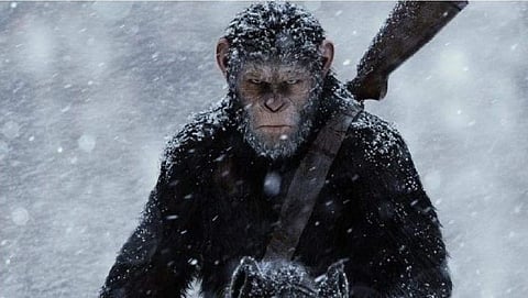 chimpanzee
