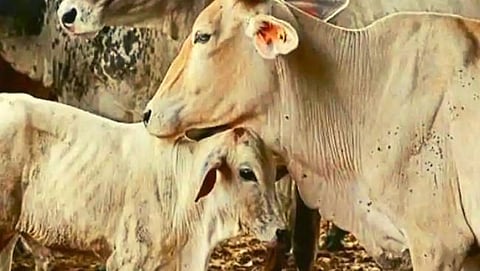 Tribal community boycotts 24 people in Kerala for eating beef