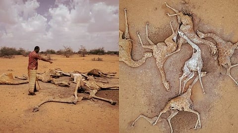Kenya 