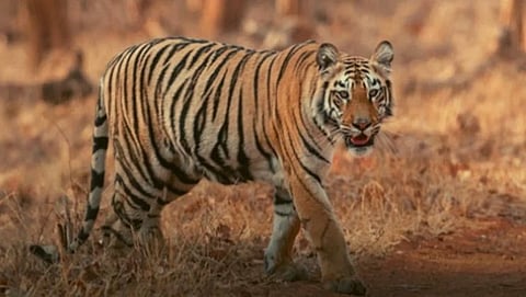 23 tigers died in maharashtra in last 6 months