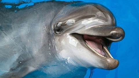 Dolphins