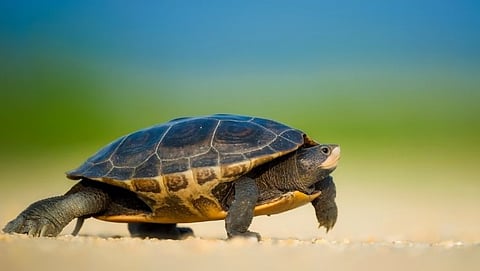 Sea turtles in Goa
