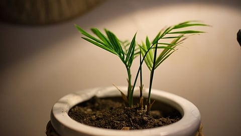 Areca Palm