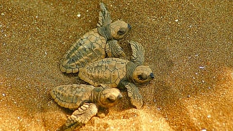 Ridley baby turtle