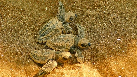 Ridley baby turtle