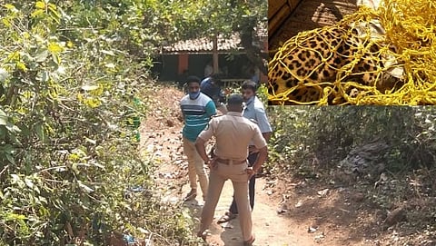 Leopard suspicious death in mardol