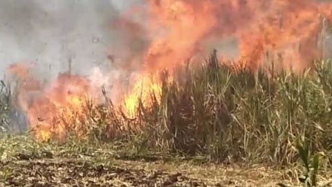Sugarcane fires at Morjim