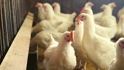 Bird Flu