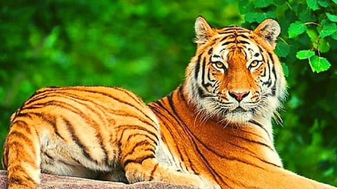 Tiger Census 2022