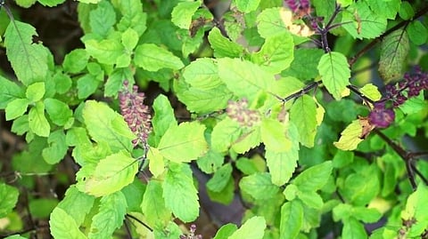 Tulsi
