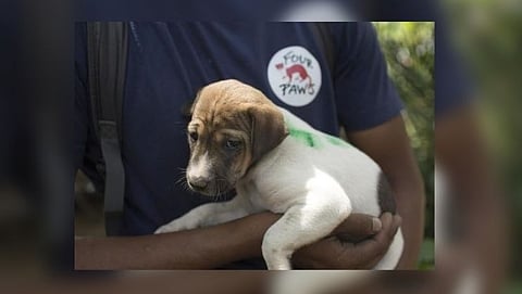 Animals in goa