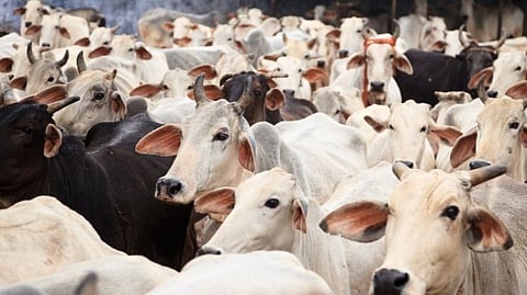 New Government Scheme for Cattle Farmers