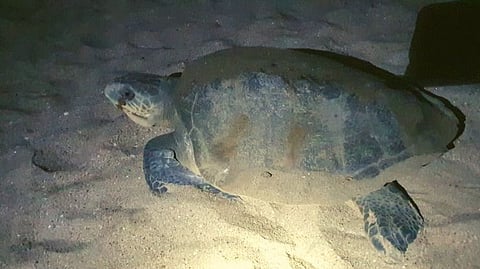 turtle