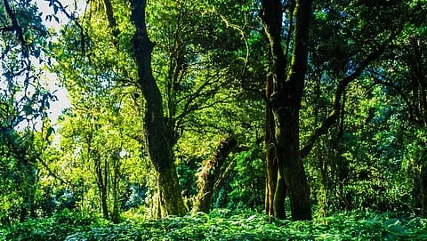 Goa Tree Census | Goa Forest Department