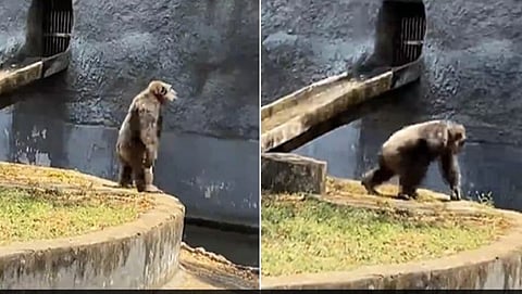 Gorilla