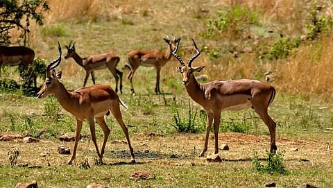 World ‘Wildlife Day’