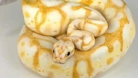 Snake or Cake|Viral Video