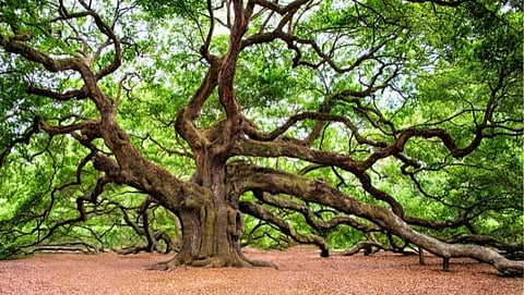 Trees