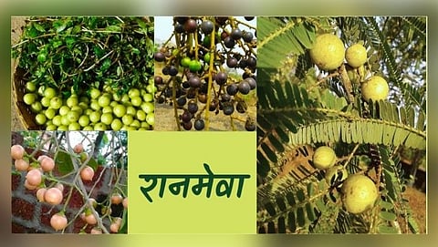 रानमेवा