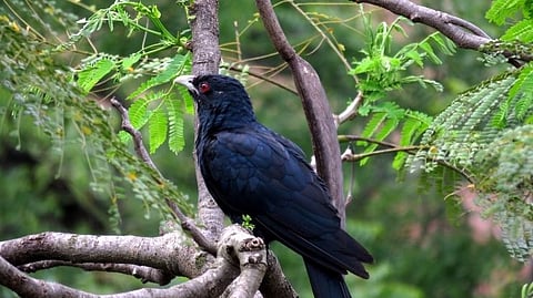 Cuckoo