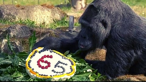 World’s Oldest Living Gorilla Fatou