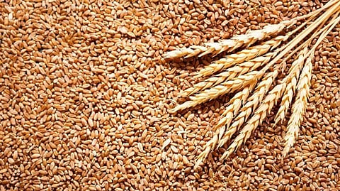Wheat
