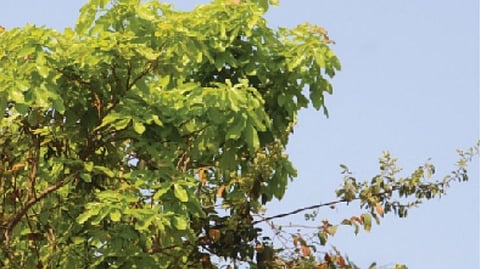 कुसुंबा
