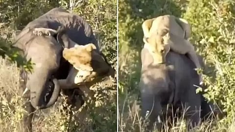 lioness attack on elephant watch shocking viral video