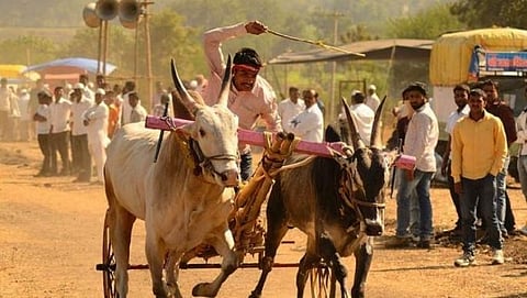 Guidelines for bullock cart race