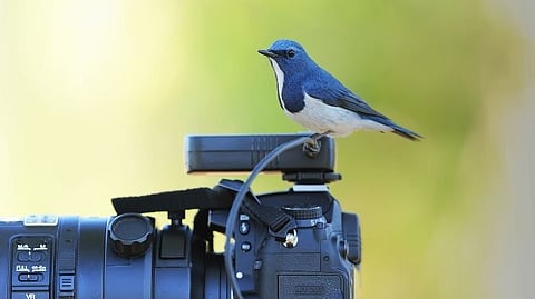 Wildlife